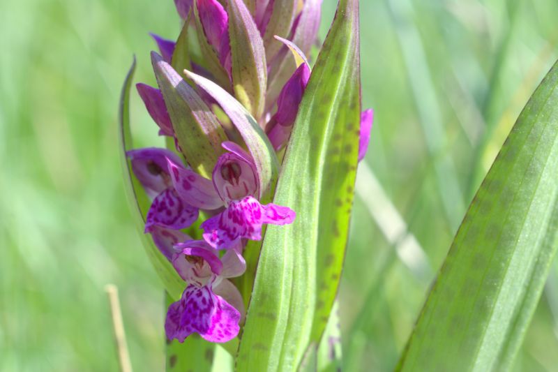 Dactylorhiza majalis?